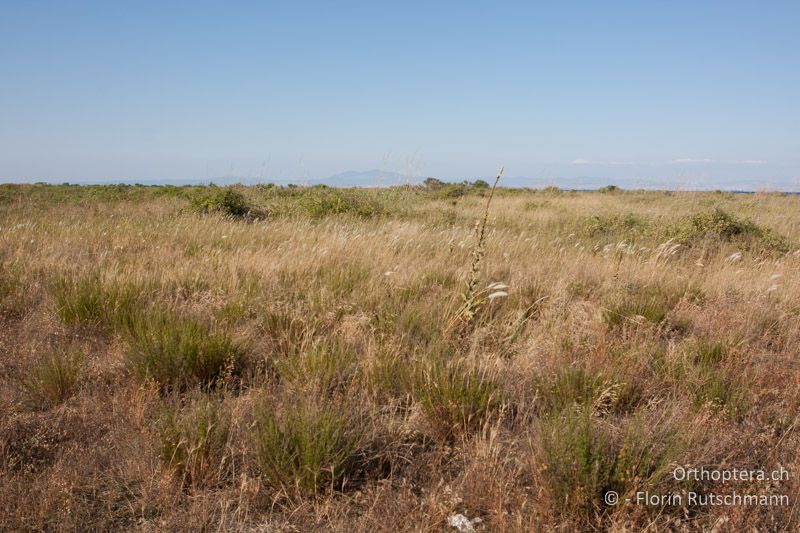 Dünenvegetation am Strand mit Brackwassergräben und ausgetrockneten Laaken - GR, Zentralmakedonien, Methoni, 01.07.2013