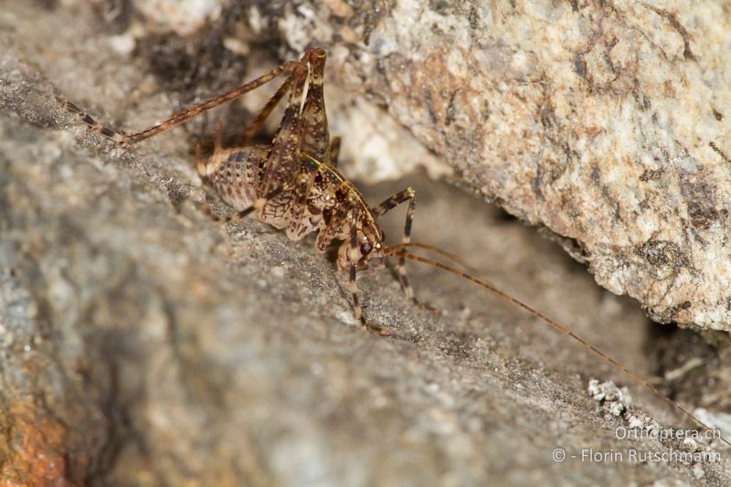 Larve von Troglophilus cavicola - CH, GR, Puschlav, 19.09.2013