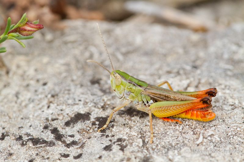 Stenobothrus fischeri ♂ - HR, Istrien, Brovinje, 16.06.2014