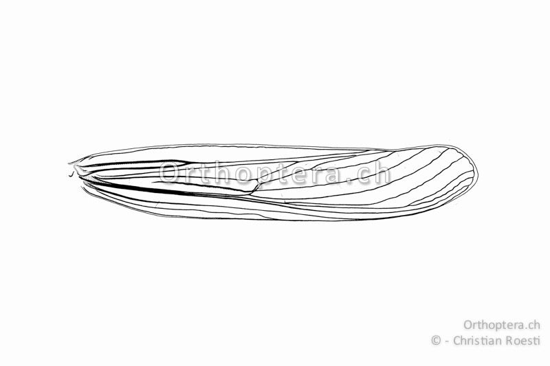 Linker Vorderflügel von Aiolopus thalassinus. Im Medialfeld ist die Vena intercalata erkennbar, die für die Ödlandschrecken typisch ist.