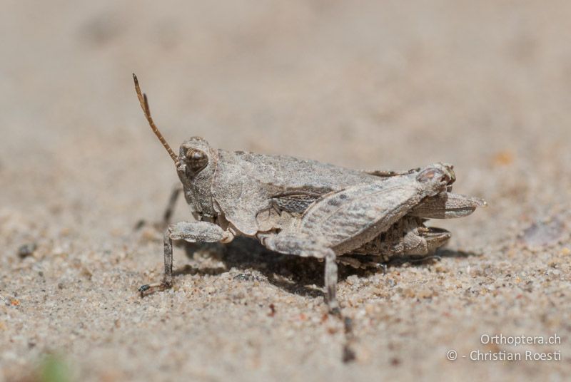 Tetrix tuerki ♂ - FR, Drôme, Lus-la-Croix-Haute, 25.05.2009