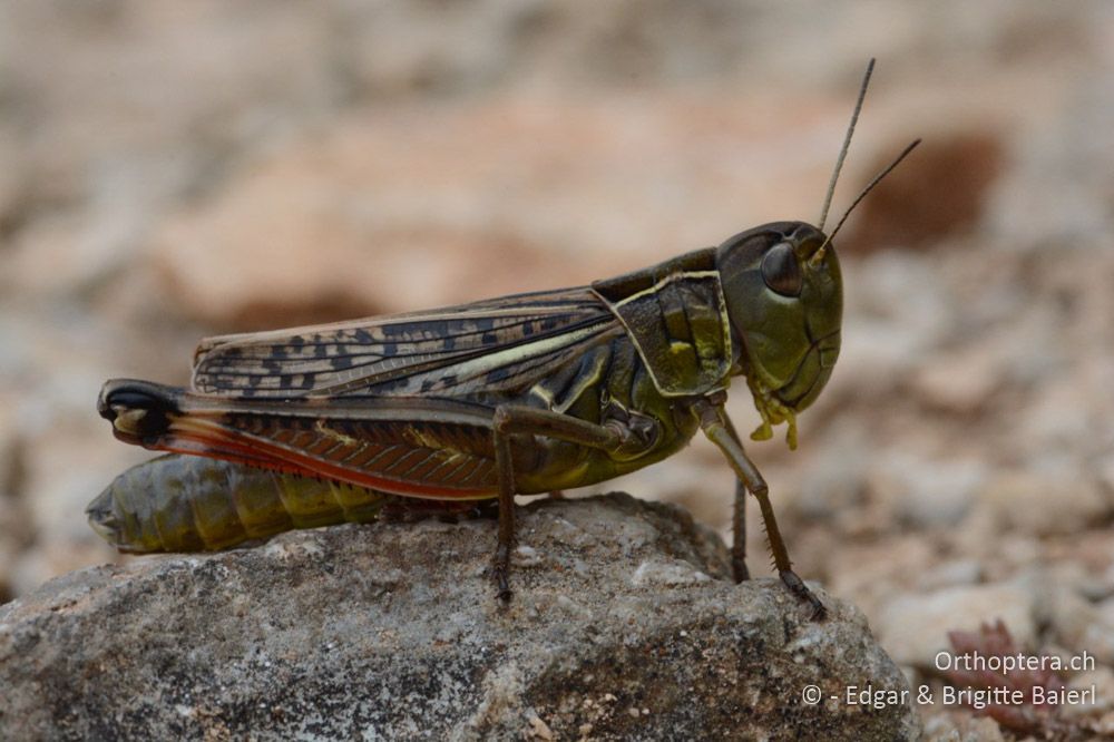 Arcyptera microptera ♀ - HR, Istrien, Bokordići, 19.06.2016