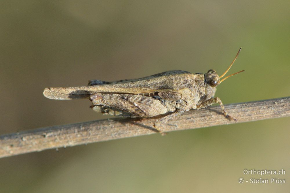 ♀ von Tetrix ceperoi - HR, Istrien, Cerovlje, 24.06.2016