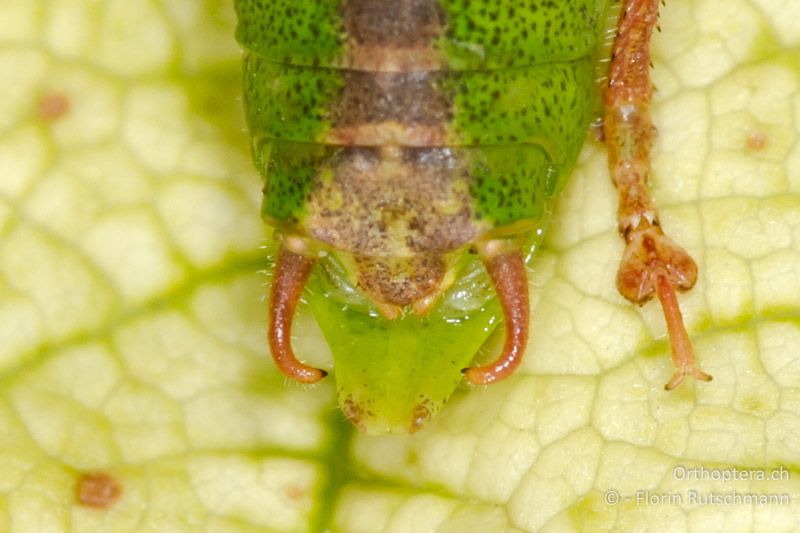 Cerci von Leptophyes punctatissima ♂ - CH, AG, Obersiggenthal, 14.09.2013