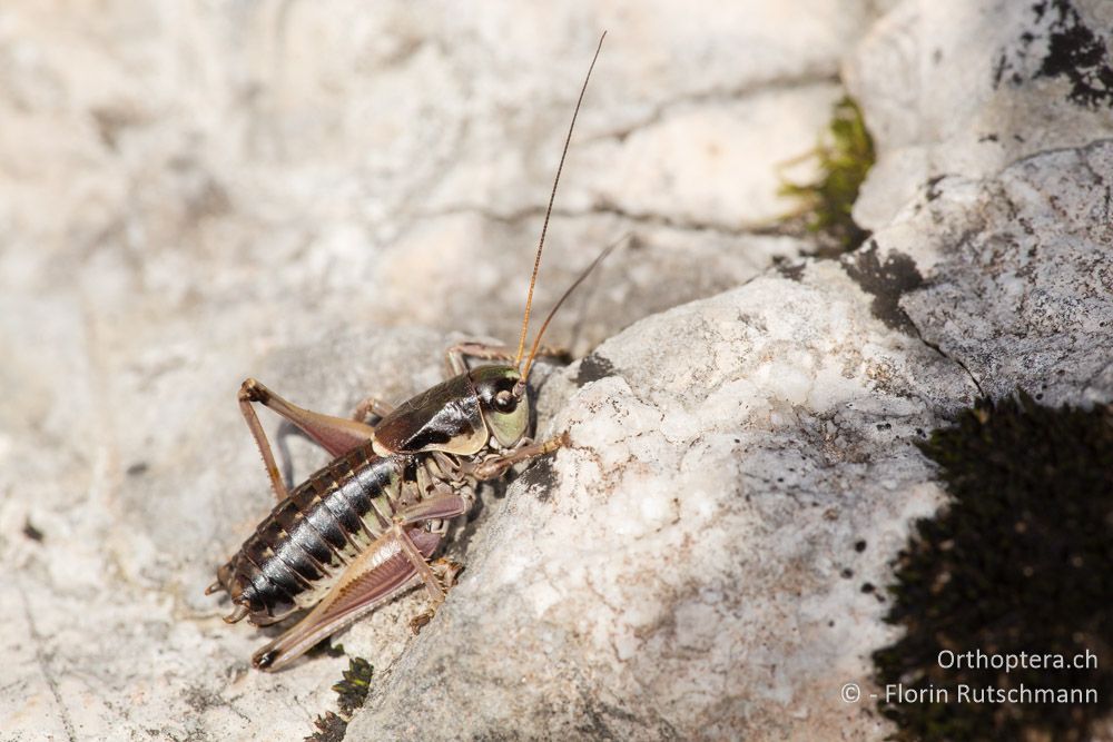 Anonconotus sibyllinus ♂ - IT, Marken, Sibyllini-Gebirge, 09.10.2014