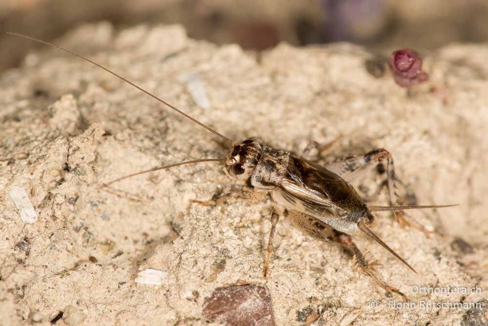 Eumodicogryllus bordigalensis ♂ - GR, Mittelgriechenland, Molos, 14.06.2015