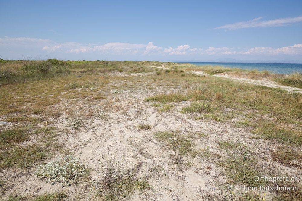 Dünenlandschaft - GR, Zentralmakedonien, Methoni, 20.06.2015