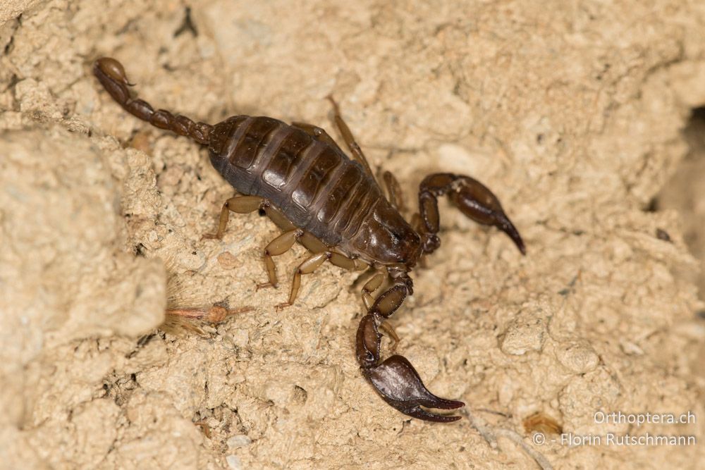 Euscorpius cf. italicus - GR, Thessalien, Mt. Ossa, 20.06.2015