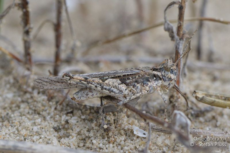 Acrotylus longipes ♀ - GR, Zentralmakedonien, Korinos, 15.07.2017