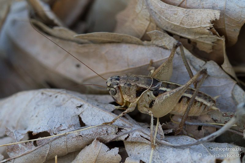 Männchen von Bucephaloptera bucephala - Kalampaka, 17.07.2012