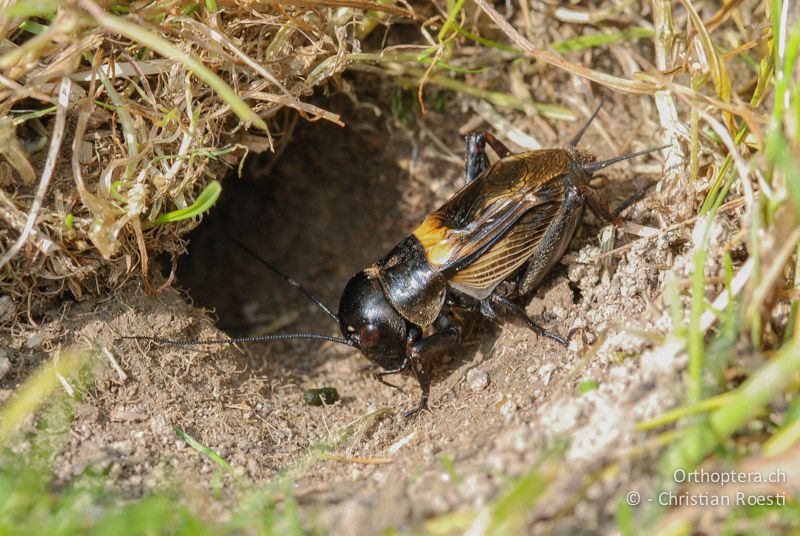 Gryllus campestris ♂ - CH, BE, Sumiswald, 23.05.2008