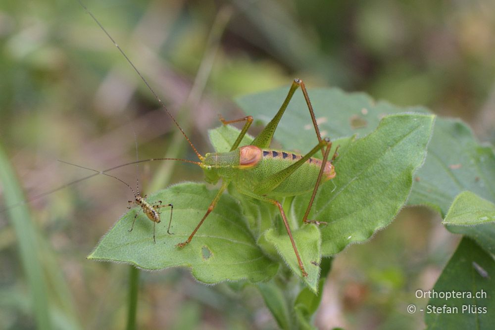 ♂ von Leptophyes laticauda mit einer Larve von Phaneroptera nana - HR, Istrien, Rebići, 19.06.2016