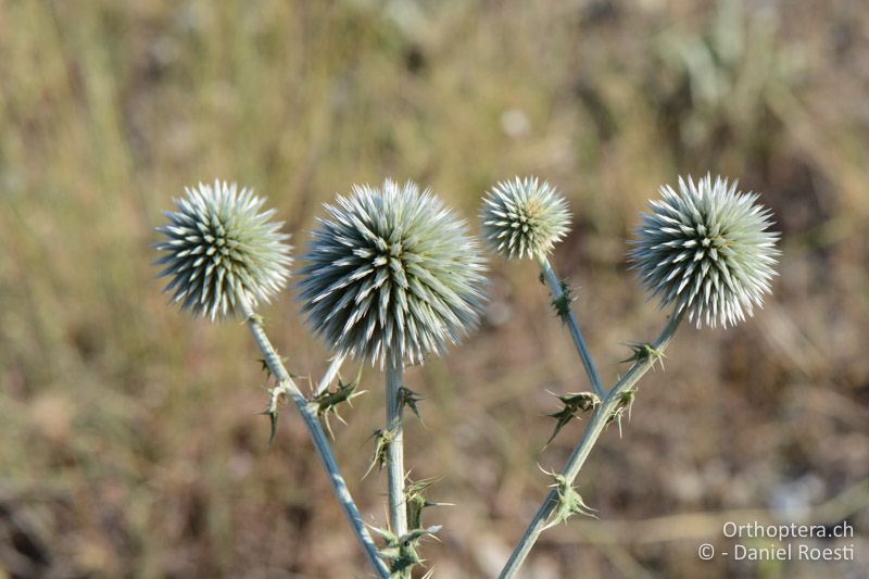 Kugeldistel (Echinops ritro) - GR, Zentralmakedonien, Efkarpia, 05.07.2017