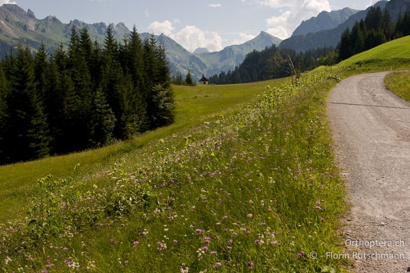 Feuchtwiese mit Stauden - AT, Vorarlberg, Grosses Walsertal, 28.07.2008