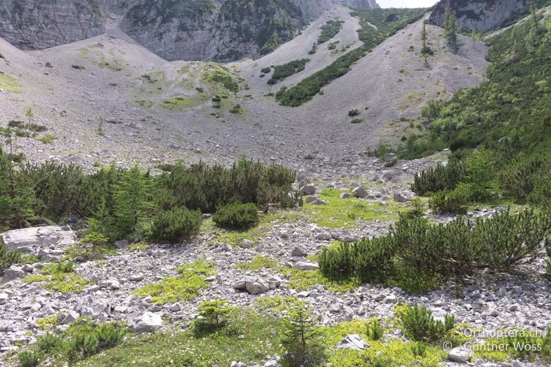 Bergwiesen - AT, Kärnten, Hajnzsattel, 29.07.2016