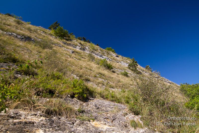 Felsensteppe mit geringem Aufkommen von Strauchvegetation - CH, BE, Biel, 09.09.2013
