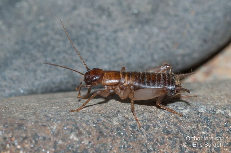 Pseudomogoplistes vicentae ♂ - FR, Manche, Saint-Jean-le-Thomas, 20.09.2009
