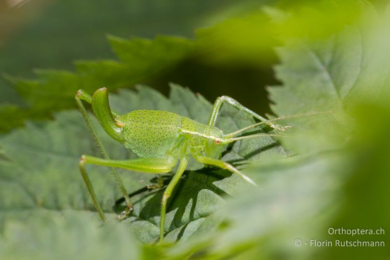 Larve von Barbitistes obtusus ♀ im letzten Stadium - CH, TI, Mergoscia, 02.07.2011