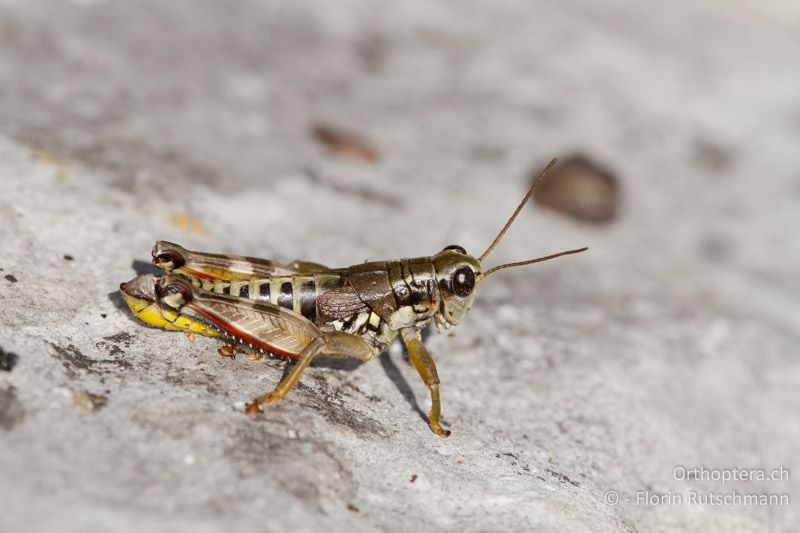 Podisma pedestris ♂ - CH, BE, Boltigen, 08.09.2012