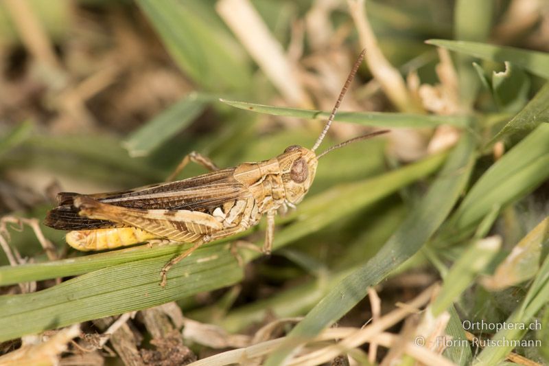 Omocestus spec. ♂ - GR, Zentralmakedonien, Kerkini, 07.07.2017