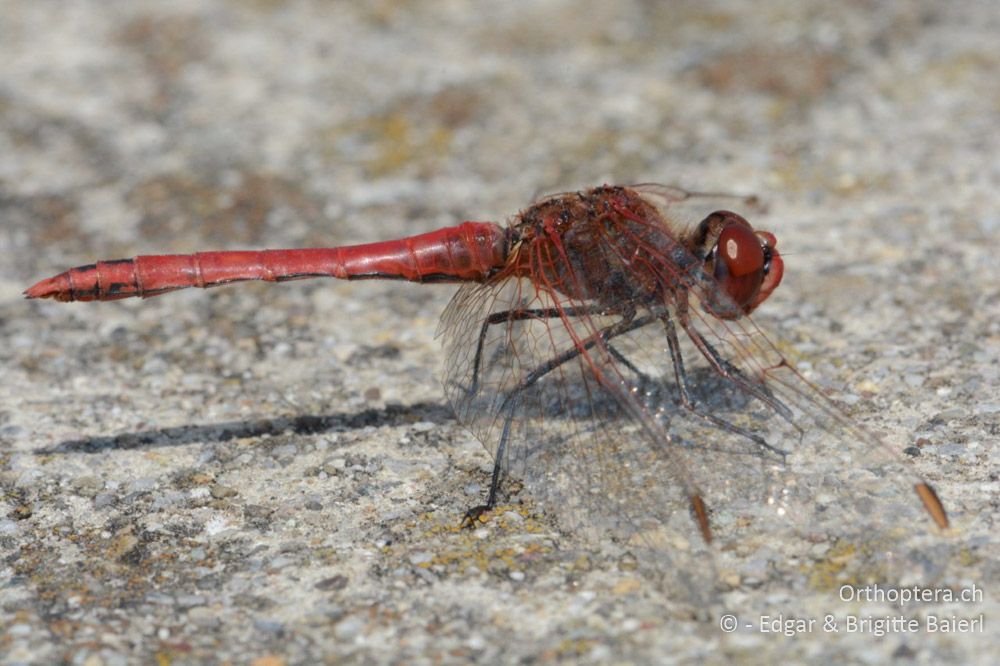 Beim Warten auf das Flugzeug hält ein Betongewässer im Opfikerpark eine Überraschung für uns bereit: mehrere Sympetrum fonscolombi, hier ein ♂ - CH, Zürich, 27.06.2016