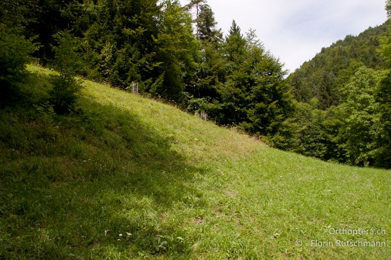 Waldwiese mit vereinzelten Büschen am Waldrand - CH, SH, Merishausen, 06.08.2008