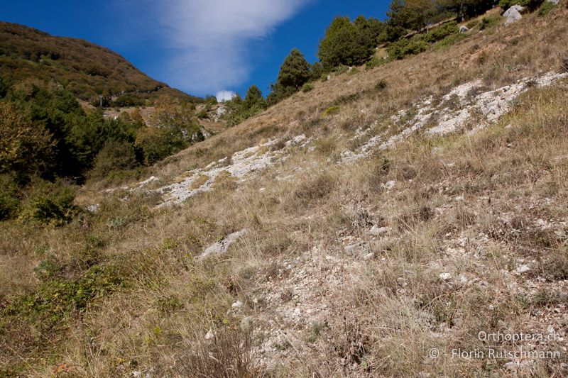 Rinderweide mit vielen offenen Stellen - IT, Abruzzen, Palena, 11.10.2011