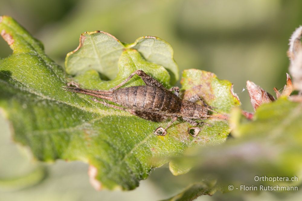 Arachnocephalus vesitus ♀ - IT, Marken, Mt. Catria, 07.10.2014