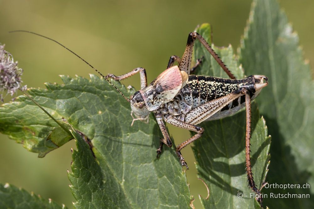 Polysarcus scutatus ♂ - GR, Thessalien, Mt. Anilio, 25.06.2015