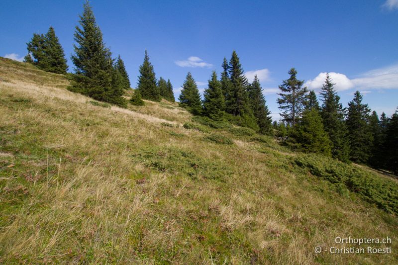 Zwergstrauchheide - AT, Kärnten, Reichenfels, 16.09.2016