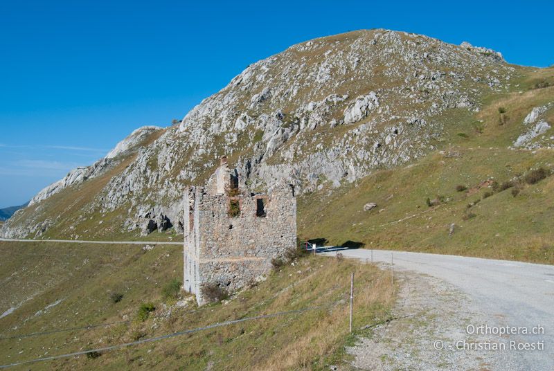 Gut besonnte Bergkuppe. Die Tiere halten sich vorwiegend in den steinigen Partien auf - IT, Piemonte, Colle di Tenda, 24.09.2009