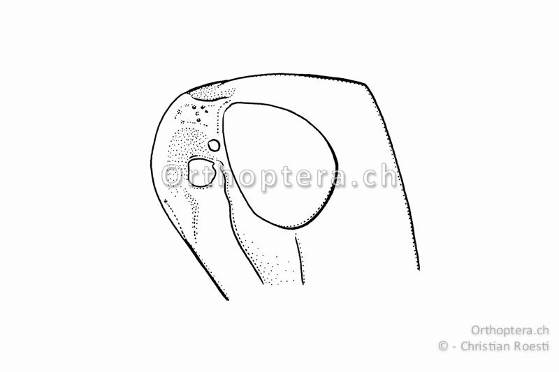 Kopfgipfel von Euchorthippus declivus ♀. Die Foveolen sind nur schwach ausgebildet. Der Fühler ist nicht gezeichnet.