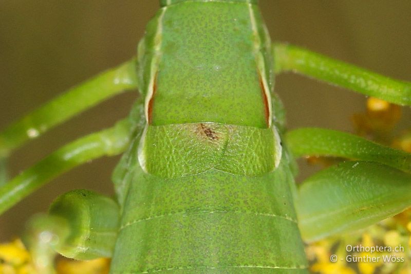 Flügel von Isophya costata ♀ - AT, Niederösterreich, Braunsberg, 24.05.2015