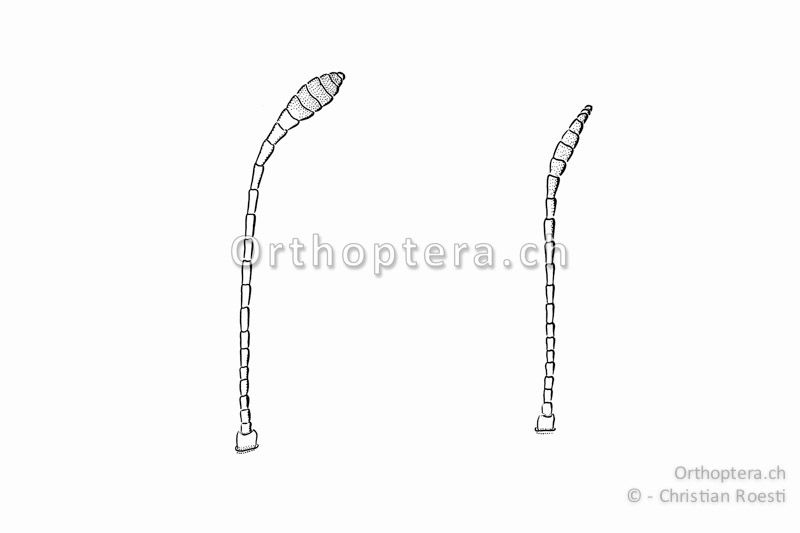 Fühler von Myrmeleotettix maculatus, links vom ♂ rechts vom ♀. Sie sind vor allem beim ♂ stark keulenförmig erweitert.