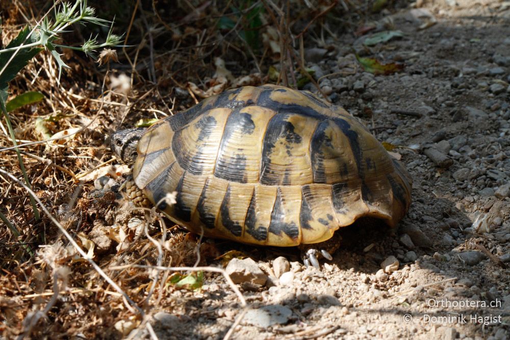 Griechische Landschildkröte (Testudo hermanni) - Meteora, 15.07.2011