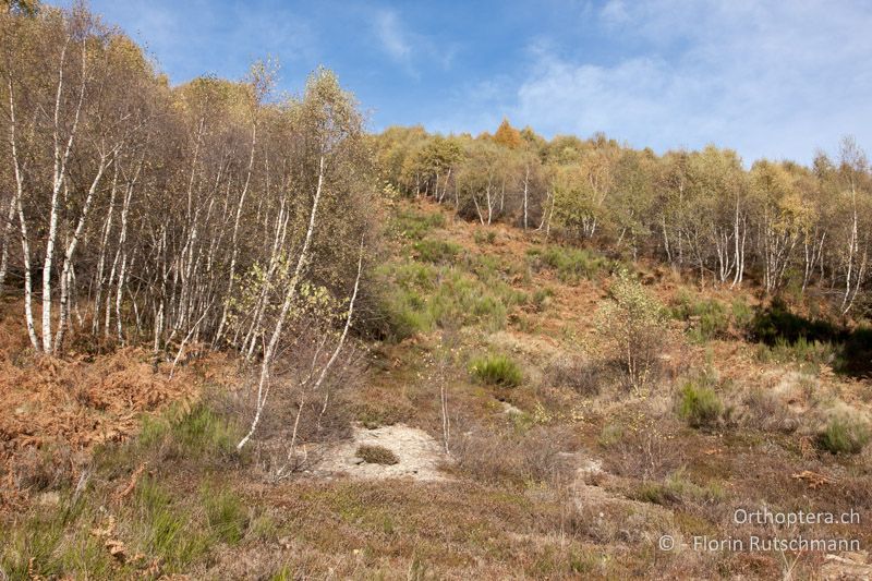 Zwergstrauchheide mit Besenginster und Adlerfarn - CH, TI, Cardada, 28.10.2011