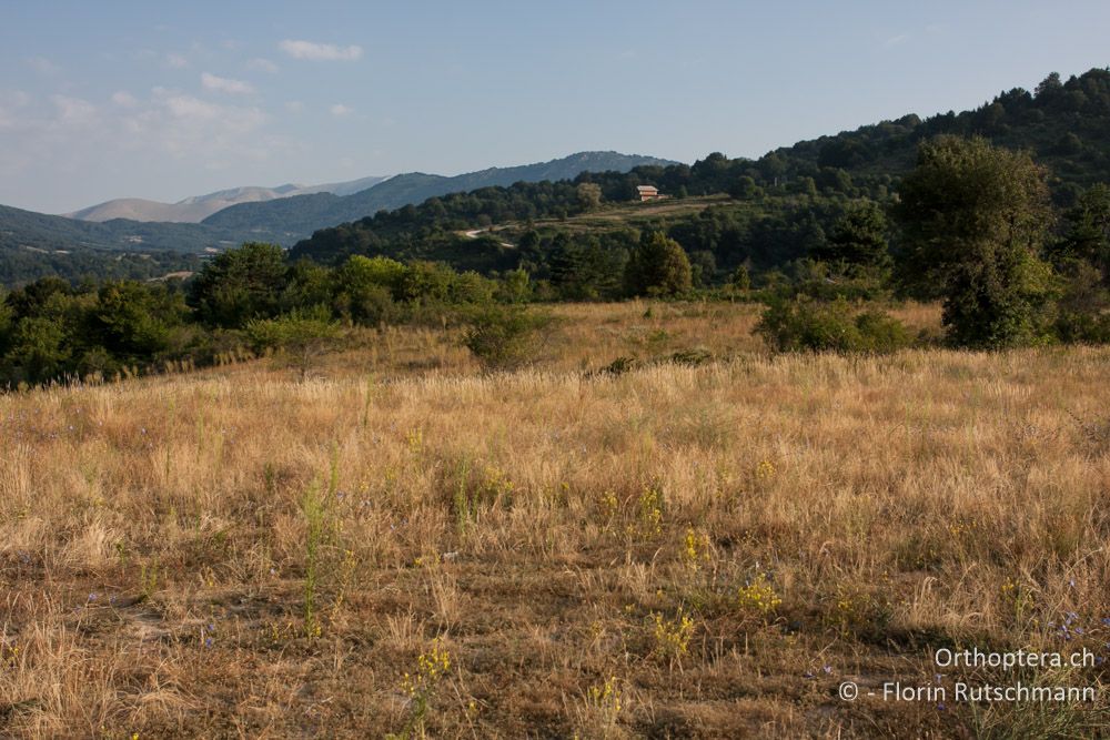 Landschaft in der Morgensonne - Mt. Vrondous, 28.07.2012