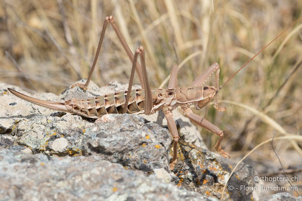 Saga hellenica ♀ - GR, Thessalien, Larissa, 22.06.2015