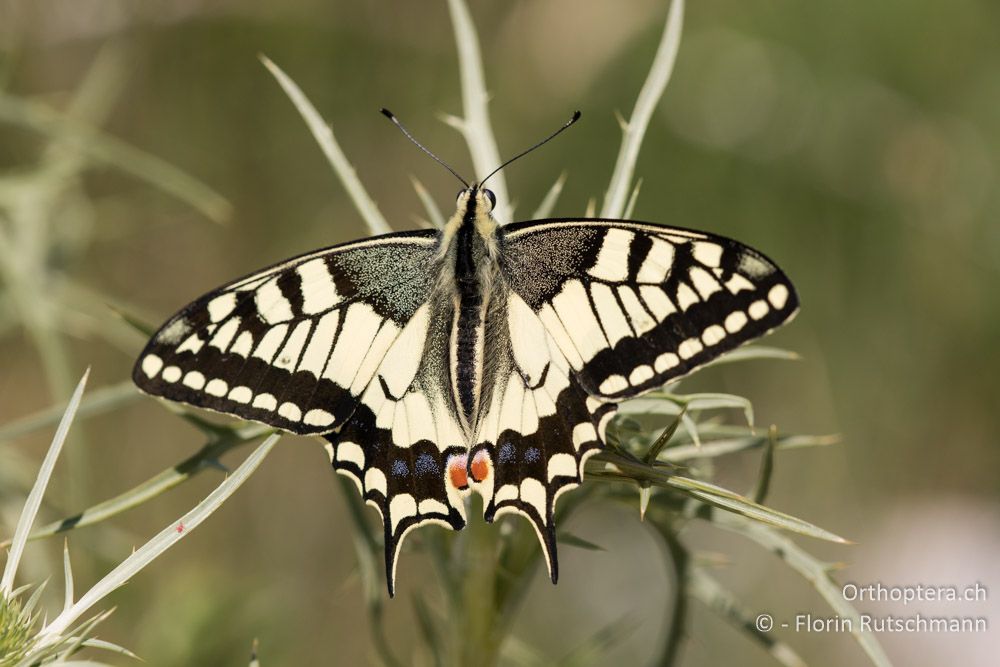 Schwalbenschwanz (Papilio machaon) - GR, Thessalien, Pindos-Gebirge, 24.06.2015