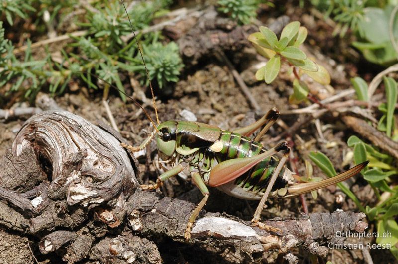 Anonconotus alpinus ♀ - FR, Hautes-Alpes, Aspres-les-Corps, 01.09.2007