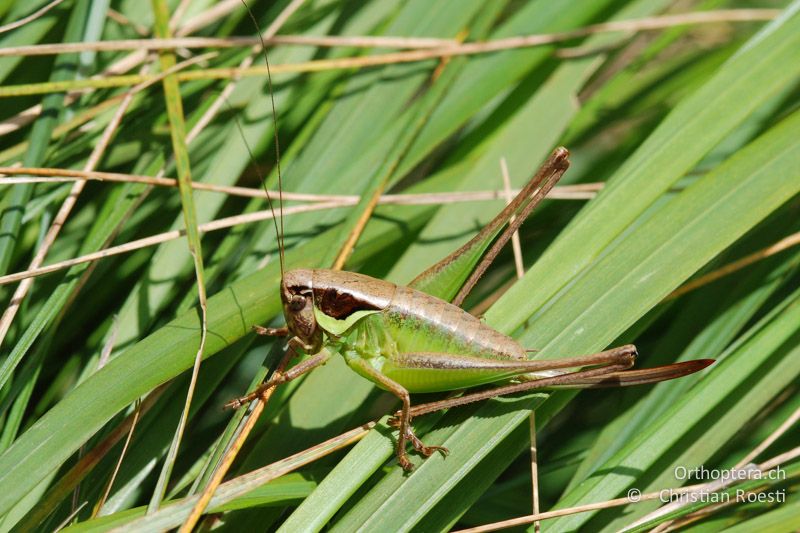 Pholidoptera littoralis insubrica ♀ - CH, TI, Isone, 14.07.2008