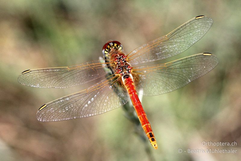 Frühe Heidelibelle (Sympetrum fonscolombii) ♂ - FR, Camargue, 09.07.2014