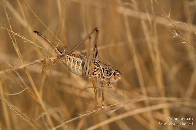 Weibchen der Heideschrecke Gampsocleis abbreviata - Elassona, 17.07.2012