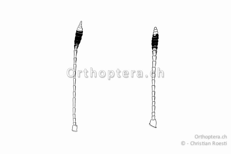 Fühler von Gomphocerippus rufus, links vom ♂ rechts vom ♀. Sie sind bei beiden Geschlechtern stark keulenförmig erweitert und zweifarbig mit heller Spitze.