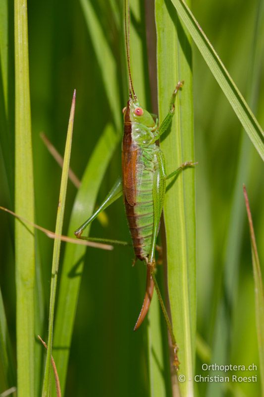 Conocephalus dorsalis ♀ - CH, VD, Cudrefin, 25.08.2011