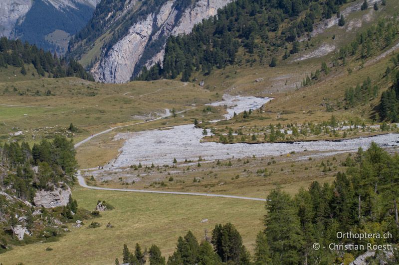 Grosslebensraum von Podisma pedestris - CH, BE, Sunnbühl bei Kandersteg, 22.09.2013