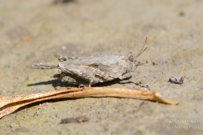 Mittelmeer-Dornschrecke (Paratettix meridionalis) ♀ - FR, bei Manosque, 05.07.2014