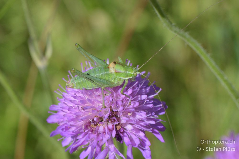 ♂ von Poecilimon ampliatus - SLO, Sežana, Laže, 18.06.2016