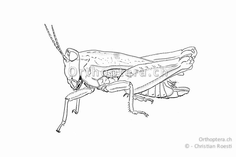 Habitus von Tetrix undulata ♂. Die Art ist schlank und in der Regel kurzdornig.