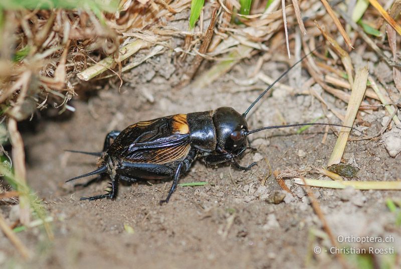 Gryllus campestris ♂ - CH, BE, Sumiswald, 23.05.2008